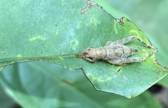 Zvenella