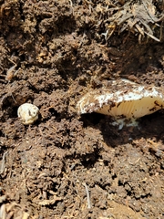 Trappea phillipsii