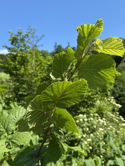 Corylus avellana