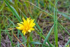 Nothocalais cuspidata