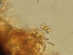 Trappea phillipsii