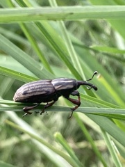 Sphenophorus australis