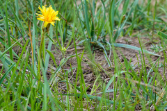 Nothocalais cuspidata