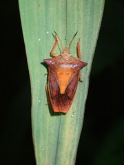 Gonopsis coccinea