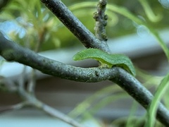 Gonepteryx rhamni