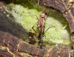 Coelotrypes major