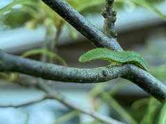 Gonepteryx rhamni