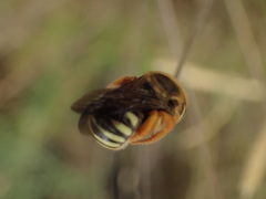 Trachusa
