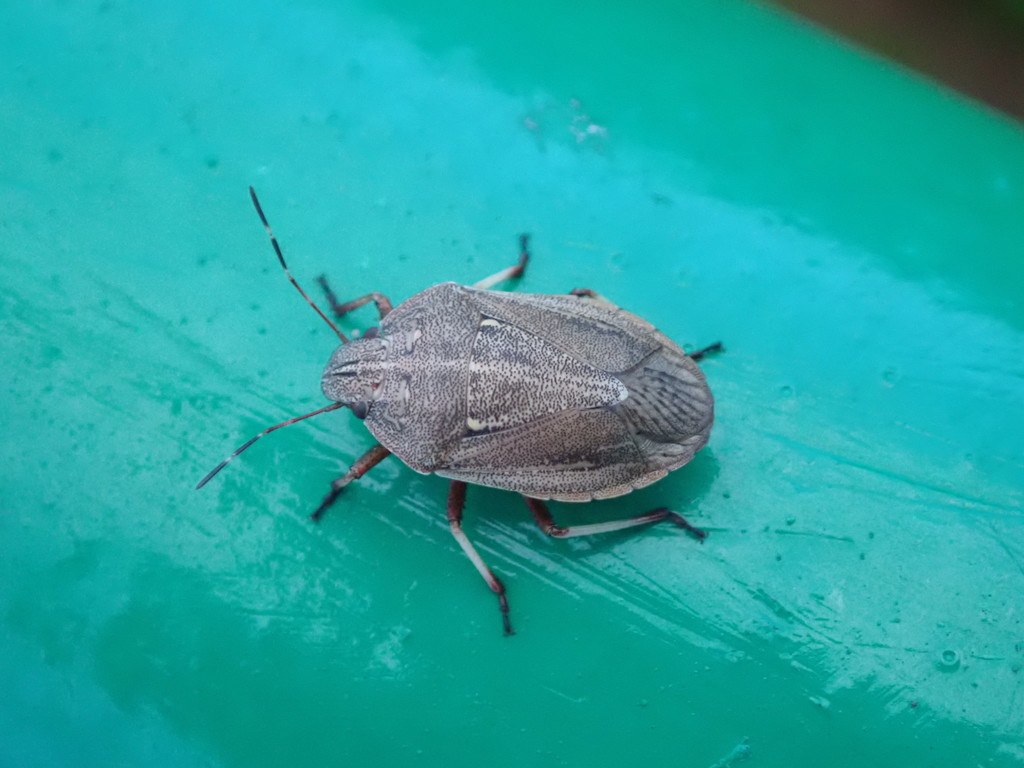 Laprius varicornis