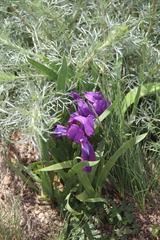 Iris furcata