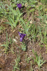 Iris furcata