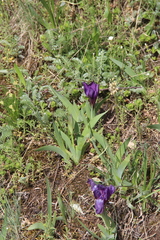 Iris furcata