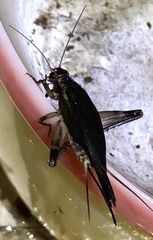 Itara minor