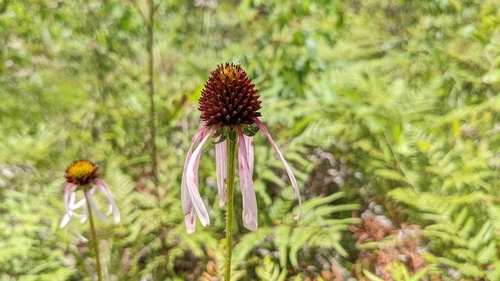 Image of Echinacea sanguinea by (c) Joseph Aubert, some rights reserved (CC BY)