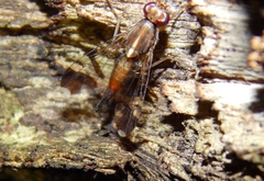 Coelotrypes major