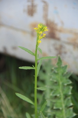Erysimum hieraciifolium