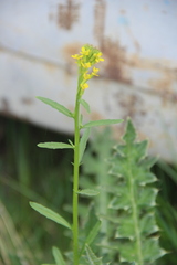 Erysimum hieraciifolium