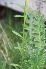 Erysimum hieraciifolium