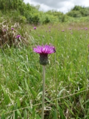 Cirsium dissectum