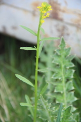 Erysimum hieraciifolium