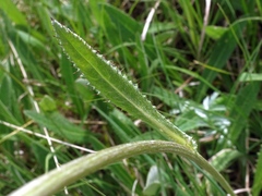 Cirsium dissectum