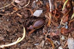 Carabus fabricii