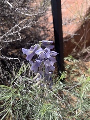 Sophora stenophylla
