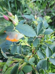 Phragmidium rosae-multiflorae