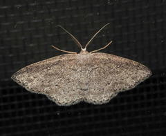 Cyclophora pendulinaria