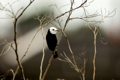 Arundinicola leucocephala