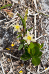 Hibbertia cunninghamii
