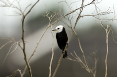 Arundinicola leucocephala