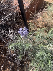 Sophora stenophylla