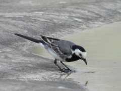 Motacilla alba