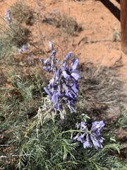 Sophora stenophylla