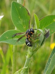 Odynerus melanocephalus
