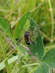 Odynerus melanocephalus