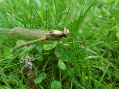 Dromogomphus spinosus