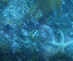 Chaetodon marleyi