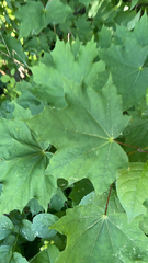 Acer platanoides