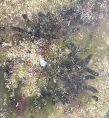 Cladostephus spongiosus