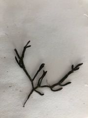 Cladostephus spongiosus