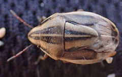 Aelia americana