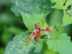 Goes variegatus