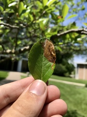 Profenusa canadensis