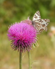Melanargia