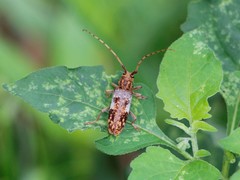 Goes variegatus