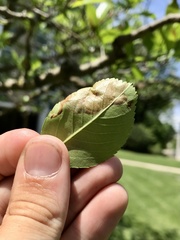 Profenusa canadensis