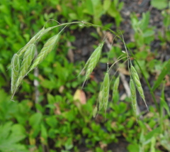 Bromus squarrosus villosus