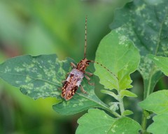 Goes variegatus